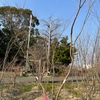 植栽達を見に行こう！