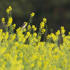 菜の花畑のノビタくん