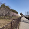 桜の花。状況確認