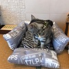 手作り100均クッション猫ベッドのその後・・・！