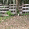 タケノコが本格的に出てきてます
