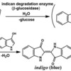 タデアイからのインジゴ生成反応