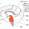 間脳・中脳と大脳基底核