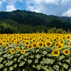 奈良県の葛城山麓公園付近のひまわり畑が絶賛の見頃を迎えております。
