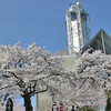 桜の開花状況