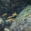 ウキゴリ Gymnogobius urotaenia