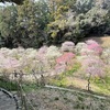 龍尾神社 (静岡県掛川市) -掛川城主の崇敬を集める神社のしだれ梅園