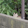 ６月２５日　小雨の江東区塩浜から日本橋本石町まで猫さま歩き