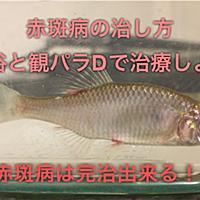 観パラｄとは 人気 最新記事を集めました はてな