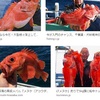 魚の目や内蔵が飛び出ちゃう釣り。