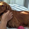 コロラド州デンバーはアメリカで最も犬好きが集まる都市の1つ