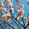 「卒業」という言葉を聞くと「桜」と「笑顔」を思い浮かべる