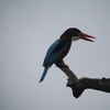 アオショウビン(White-throated Kingfisher)