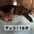 チョコピンチふたたび