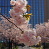 石川県県庁舎「桜並木」