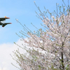 日本を守る！ニュース速報　 2015/4/19　第393号
