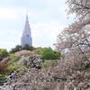 遅咲き桜が満開！4月中旬が見頃の新宿御苑でお花見がおすすめ｜2025年開花状況（東京都新宿区）