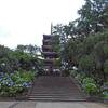 本土寺の紫陽花