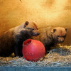 タスマニアデビルとヤブイヌが見たくなり、多摩動物公園とズーラシアをハシゴする