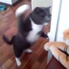 【猫動画】ぬいぐるみに親でも殺されたのかという勢いでボコボコに殴る猫