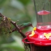 Rufous-tailed Hummingbird ハイバラエメラルドハチドリ