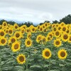 ８月７日（日）お天気も良さそう蔵王湿原へ行くか、、