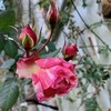一人病理医の問題