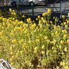 近隣の「南河原公園」で「河津桜、枝垂れ梅」等見物！！（１）