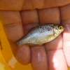 アカヒレタビラとマタナゴ釣り。