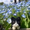 【昭和の日】ネモフィラとチューリップが満開の昭和記念公園へ