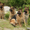 ハドソン＆レックス〜セントジョンズ警察シェパード犬刑事〜Hudson&Rex☆ S3  Ep.List 01