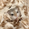 ココちゃんの体重が安定してて嬉しい