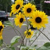 2020年夏　ひまわり🌻