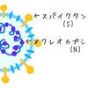 COVID-19の抗体検査を受けてみた