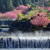 海津市の桜の名所　羽根谷だんだん公園