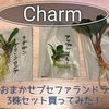 新発売！charmおまかせブセファランドラ3株セット買ってみた！