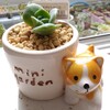 🌵多肉植物　ﾗﾌﾞﾘｰﾛｰｽﾞinわんこ鉢　ﾌﾞﾙｰｴﾙﾌinカエル鉢🌵