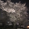 ストロボ一発夜桜です。