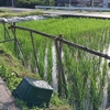 田んぼの草取り　DAY１３　完結っ♪＾＾