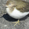 初めての東京都野鳥公園