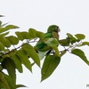 ベリーズ　郊外の野鳥たち