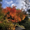 【鎌倉さんぽ】せっかちな紅葉が綺麗でした（明月院）