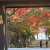 　神社の紅葉