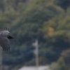 残照に輝くモズ