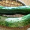 野菜の自給自足を少々