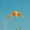 Bulbophyllum inaequale`Amano'  BM/JOGA 