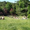 日曜日のパリの公園　日光浴する人でいっぱい