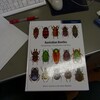 Australian Beetles Volume 1 Morphology, Classification and Keys