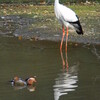 放鳥コウノトリのその後