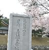 彦根城の桜…後編(天守閣)